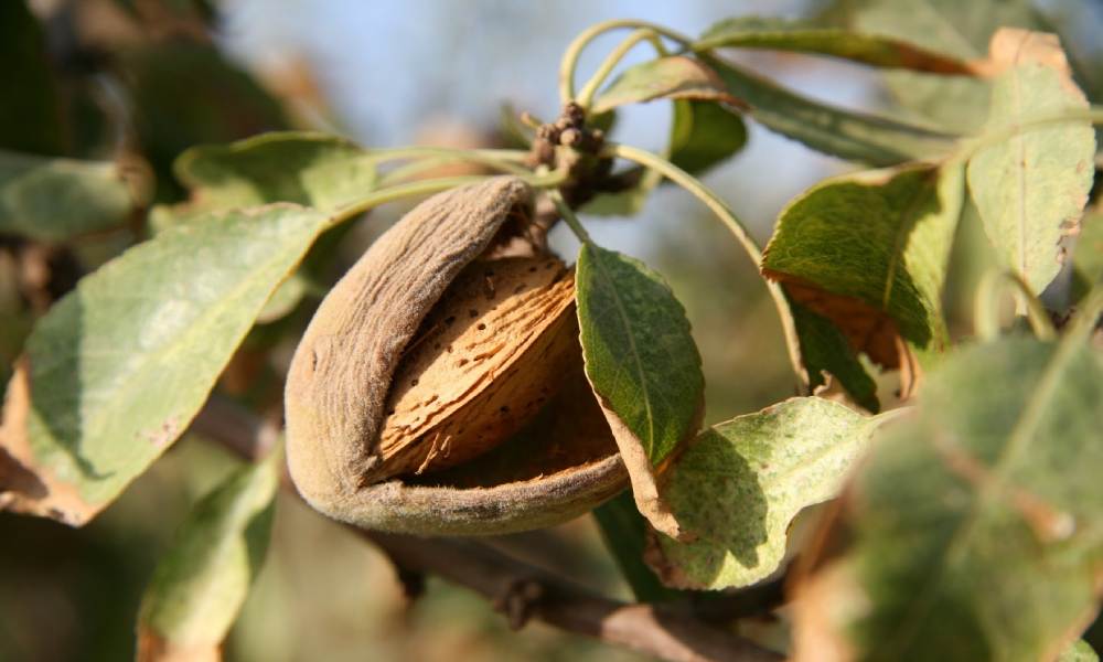 Almonds